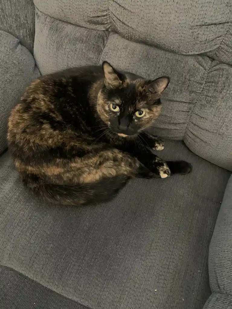 A tortoiseshell cat with black and brown patches is curled up on a gray corduroy couch, looking directly at the camera with…