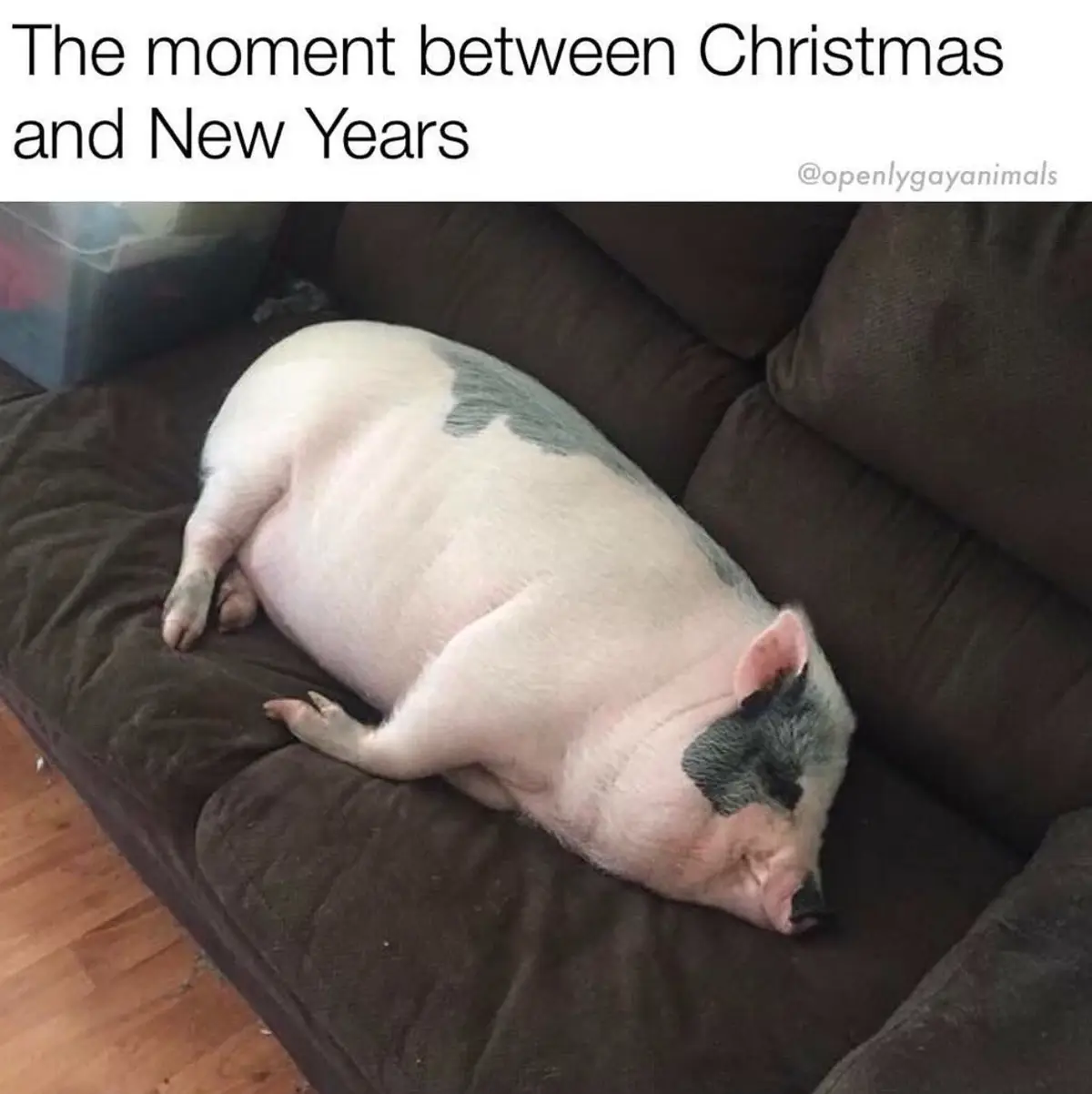 A plump, pink and grey pig is curled up and sleeping soundly on a dark brown couch. The overlaid text reads 'The moment…