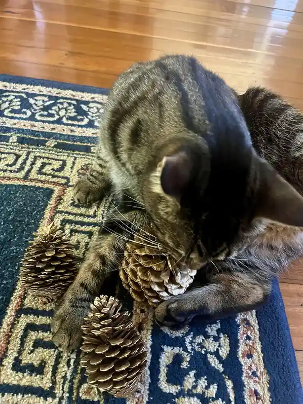 These pinecones belong to ME!