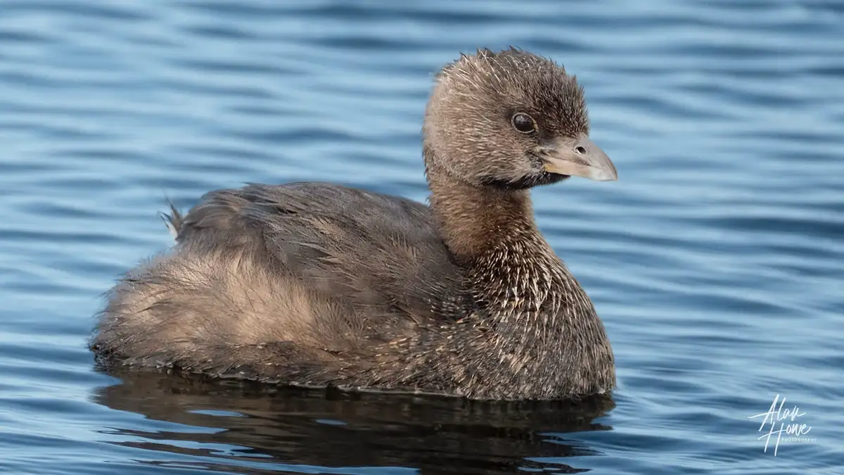 A small, wet, brown water bird with fluffy, matted feathers floats calmly on rippling blue water, looking slightly to the…