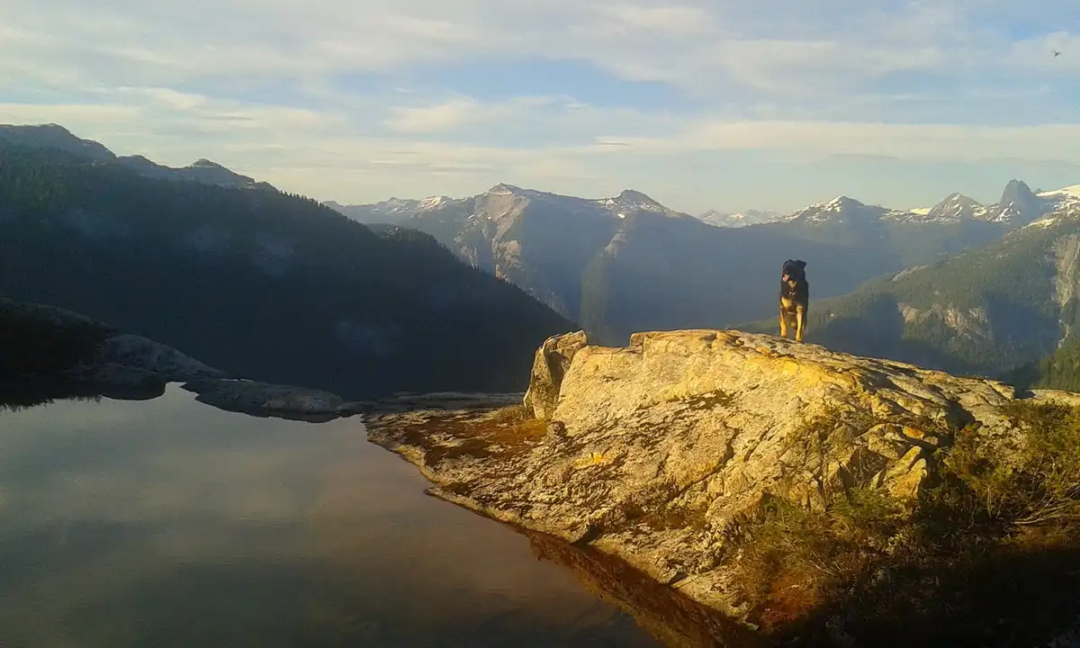 A dog with black and tan fur stands atop a large, sunlit rock overlooking a serene mountain valley with snow-capped peaks…