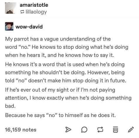 A screenshot of a Tumblr post by user 'wow-david' describing their parrot's behavior. The text explains that the parrot…