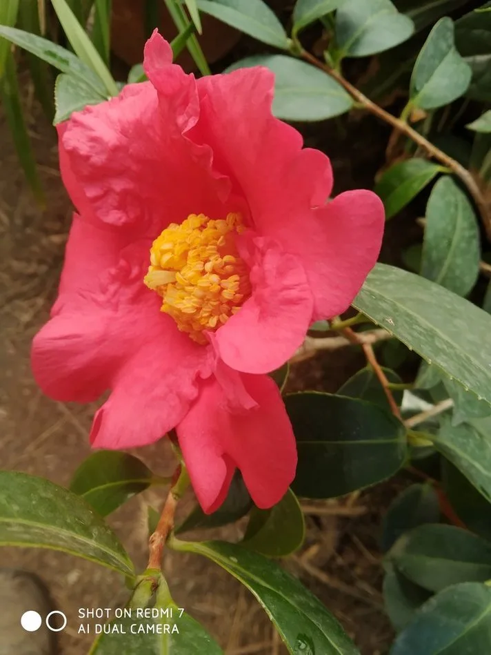 A close-up photo of a vibrant pink camellia flower with a yellow center, surrounded by glossy green leaves. The image has a…