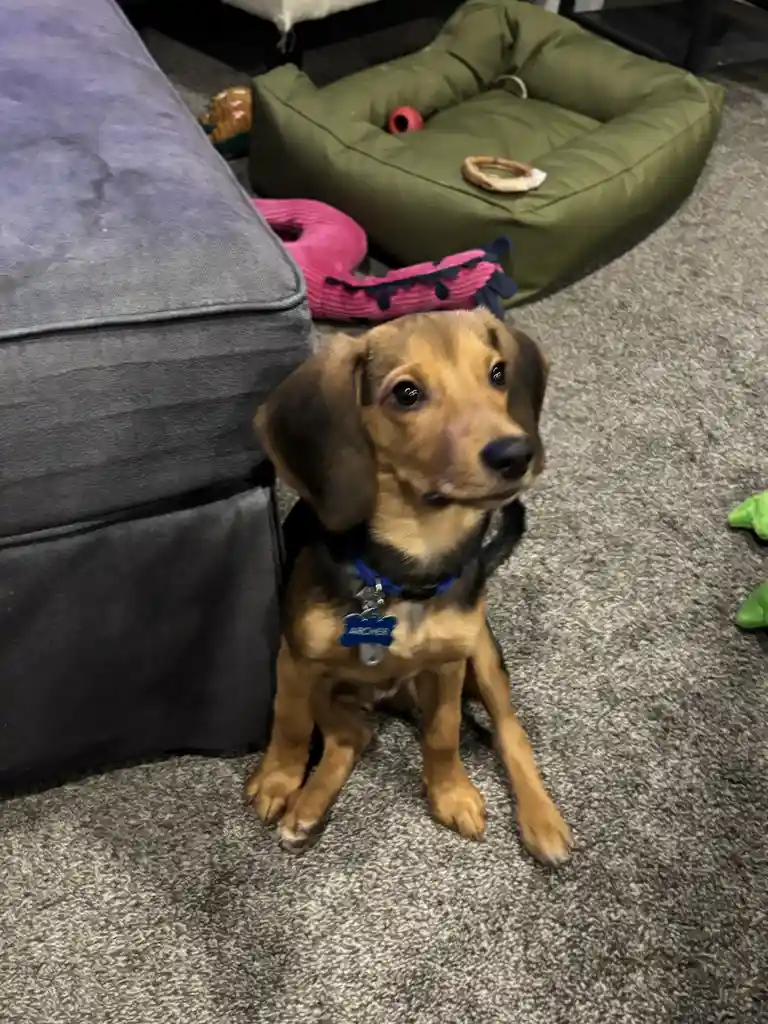 A small brown and black dog with floppy ears sits on a gray carpet next to a gray couch, looking up with a pleading…