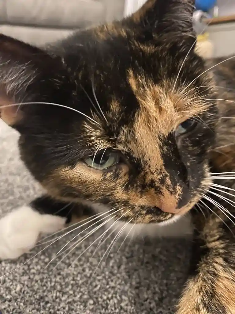A close-up photo of a tortoiseshell cat with green eyes and white whiskers, looking slightly to the side with a relaxed…