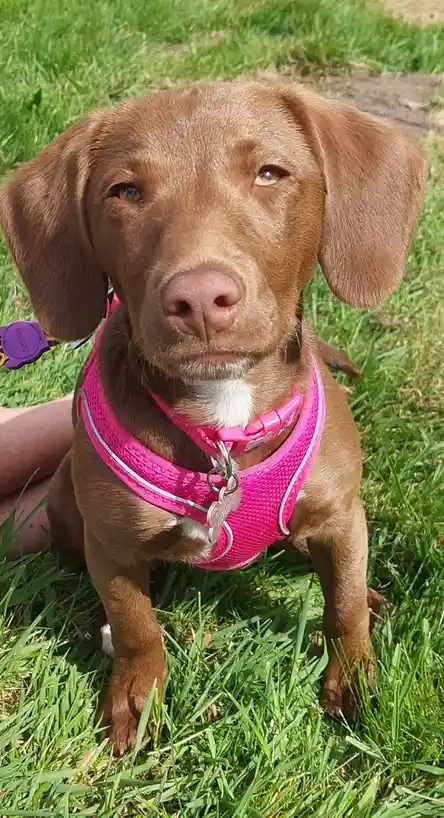 A brown dog with floppy ears and a pink harness sits on green grass, looking directly at the camera with a serious…