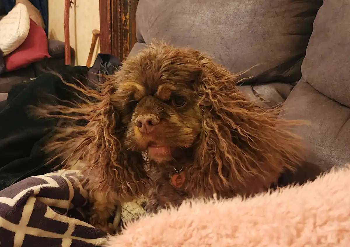 A brown, curly-haired dog with long, messy fur sits on a couch surrounded by blankets, looking tired and unbothered. Its fur…