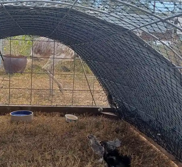 An ostrich is visible behind a wire fence in an outdoor enclosure, while two small chicks are in the foreground under a…