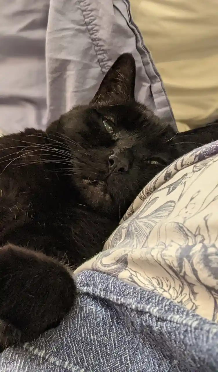 A black cat with green eyes is lying on a person's lap, partially covered by patterned pillows and denim fabric, looking…