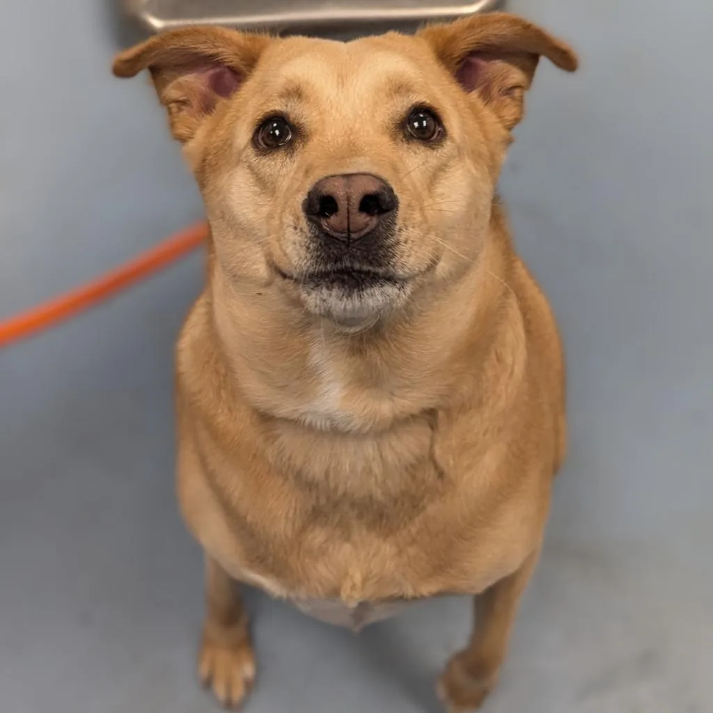 A light brown dog with floppy ears and a slightly grumpy or confused expression looks up directly at the camera from a…