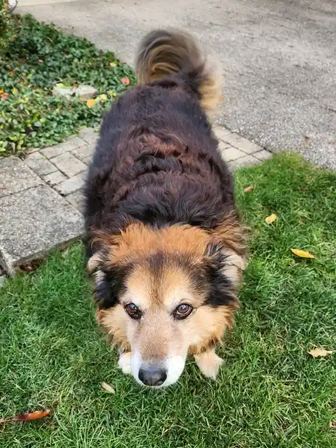 Daily Dose of Cuteness: Peanut the Dog - Day 1558