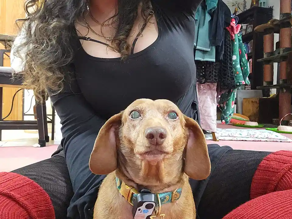 A person with long dark hair wearing a black top is sitting on a red couch, holding a small brown dog that has large, wide…