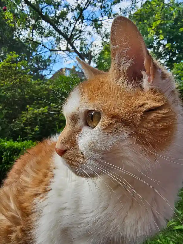 A close-up photo of an orange and white cat outdoors, looking off to the side with a calm, slightly aloof expression. The…