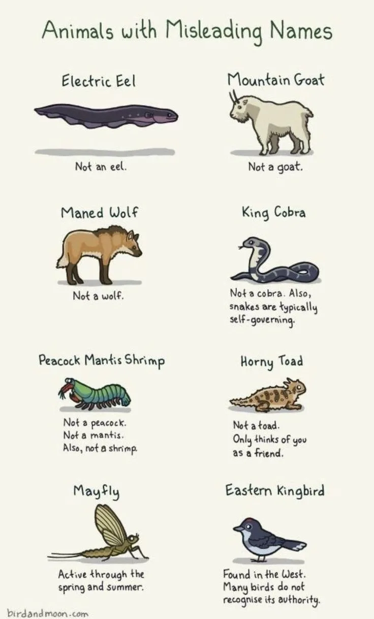 An illustrated infographic titled 'Animals with Misleading Names' lists eight animals with humorous clarifications. Each…