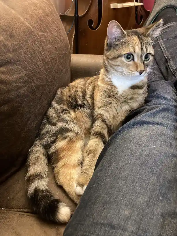 Celebrating Caturday with Joy!
