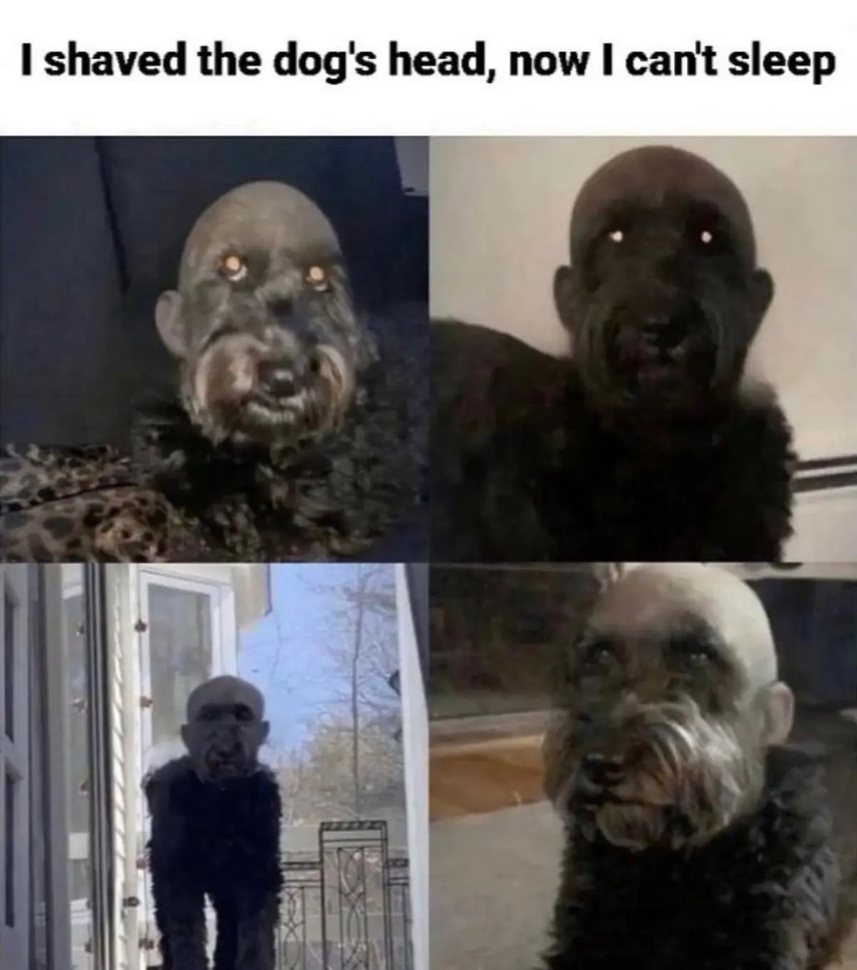 A four-panel image shows a dog with its head shaved, appearing increasingly unsettling in each panel. The dog's face is…