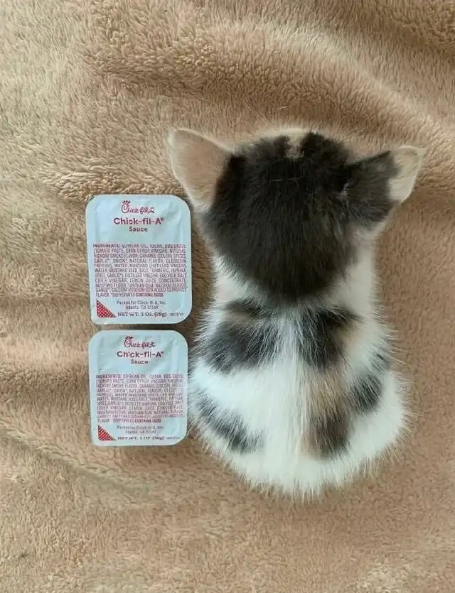 A small gray and white kitten is viewed from behind, sitting on a brown blanket. Two Chick-fil-A sauce packets are placed…