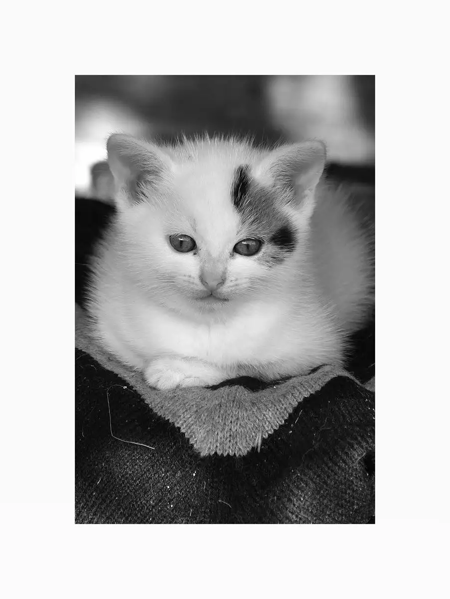 A black and white photo of a fluffy white kitten with dark patches on its face, looking directly at the camera with a…