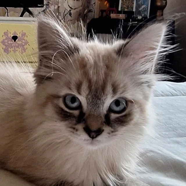 a close-up photo of a fluffy, light-colored kitten with large, intense blue eyes and dark markings around them, looking…