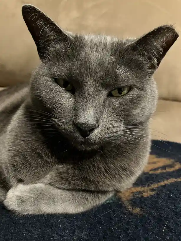 A close-up photo of a gray cat with a stern, unimpressed expression, staring directly at the camera while lying on a dark…