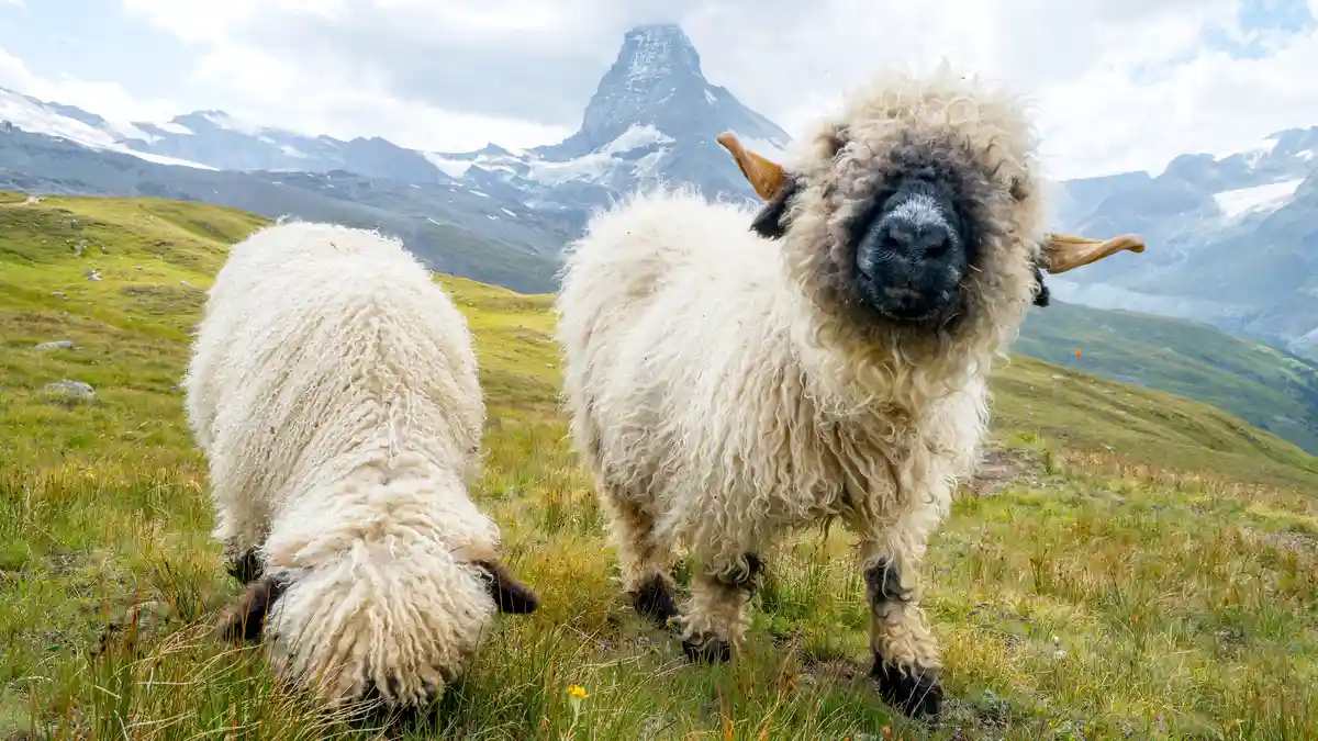 In the Swiss foothills, Valais Blacknose sheep huddle under their thick wool coats, their snouts the only visible part of…