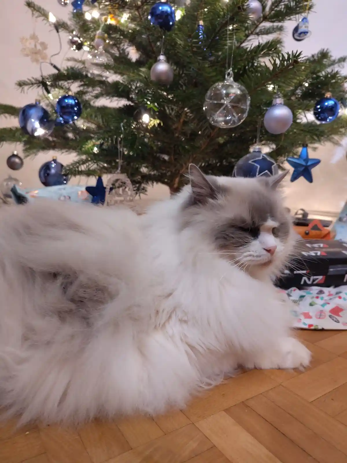 A fluffy, long-haired cat with grey and white fur lies on a wooden floor in front of a decorated Christmas tree with blue…