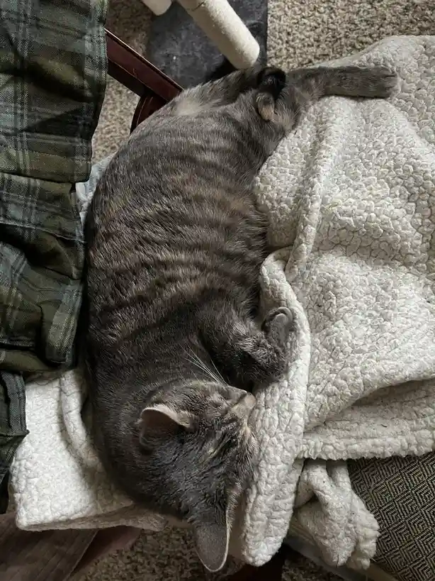 Daily Dose of Cat Cuteness to Brighten Your Day
