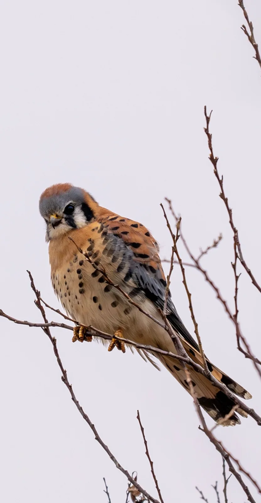 A close-up photograph of an American kestrel perched on bare tree branches against a pale sky, looking directly at the…