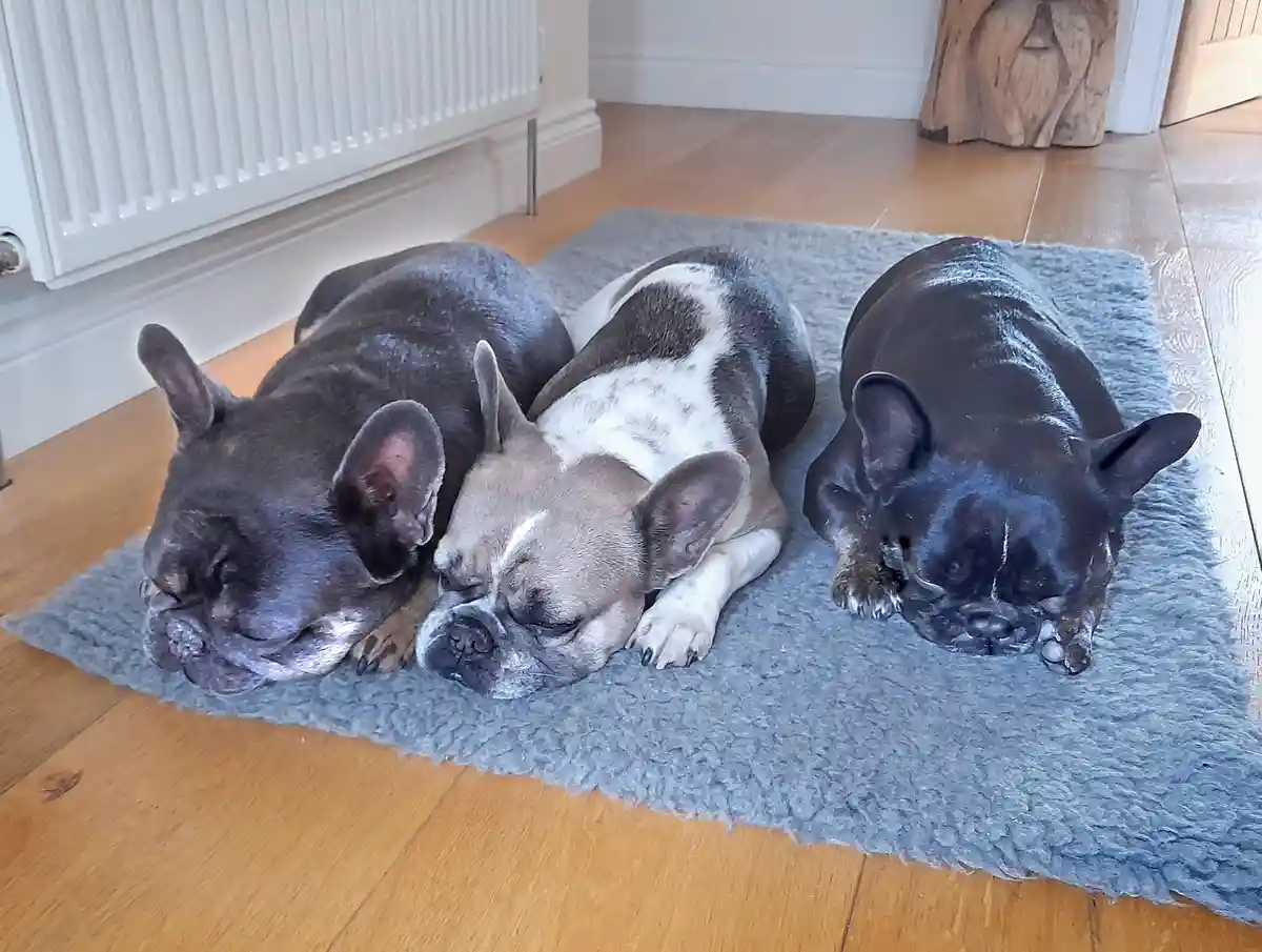 Three french bulldogs are sleeping side by side on a grey rug placed on a wooden floor, with a white radiator visible in the…