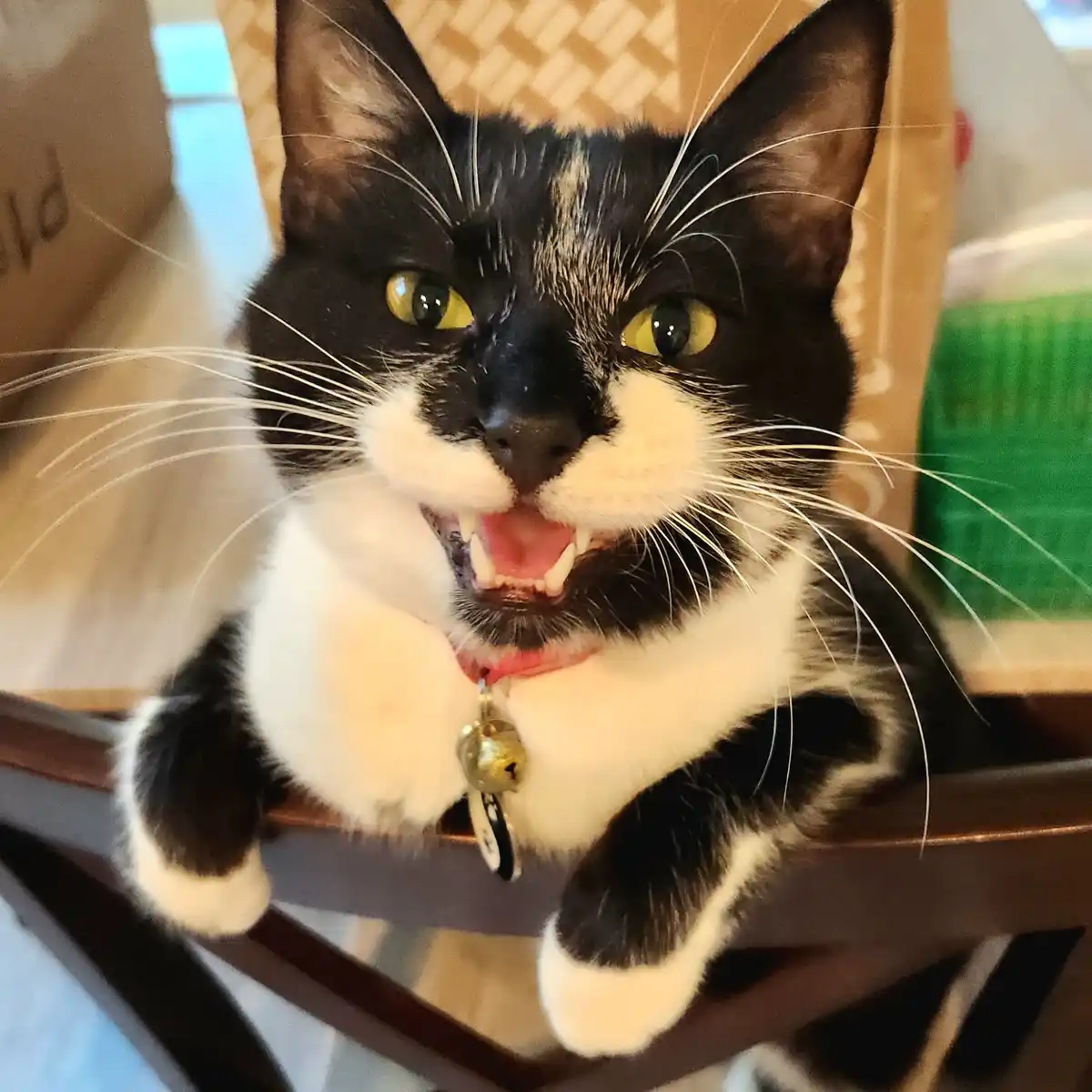 A black and white cat with yellow eyes is sitting on a wooden chair, mouth open in a snarl showing teeth, with a collar and…