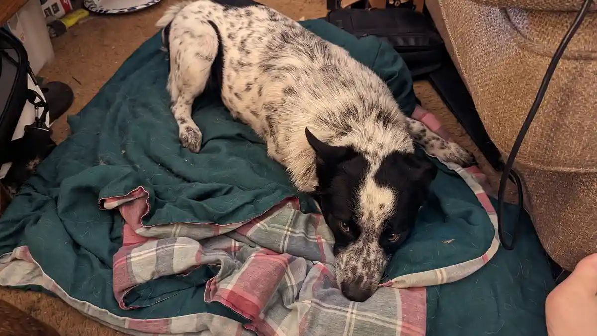 A black and white speckled dog lies on a rumpled green and plaid blanket, looking directly at the camera with a tired…