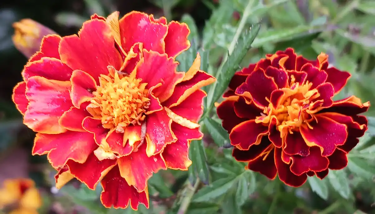 Two vibrant marigold flowers with red and orange petals and yellow centers are shown against green foliage. The overlaid…