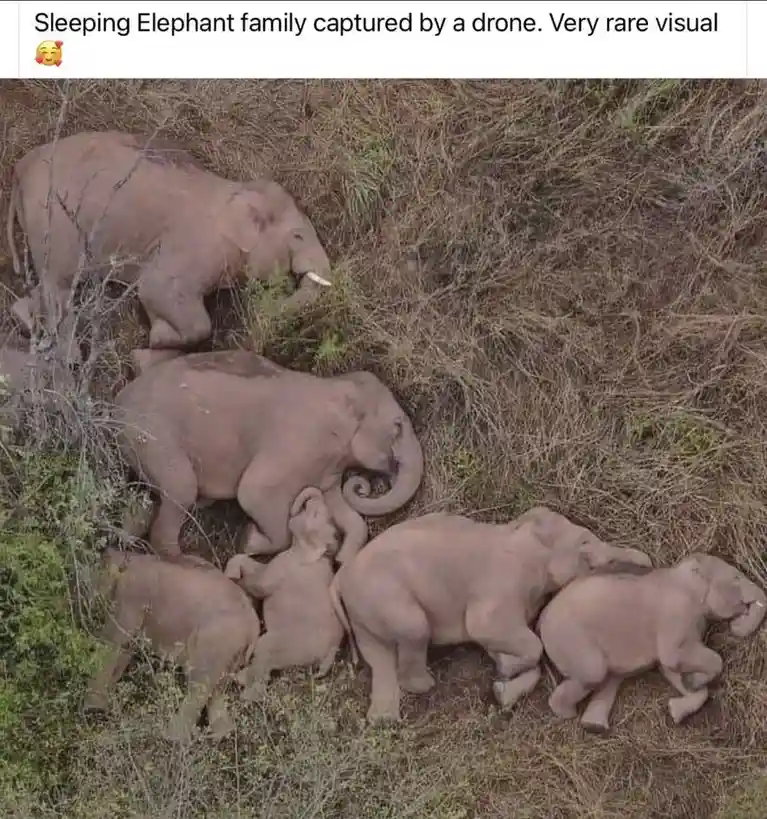 An aerial drone photo shows a group of elephants, including adults and calves, resting together in dry grass and shrubs. The…