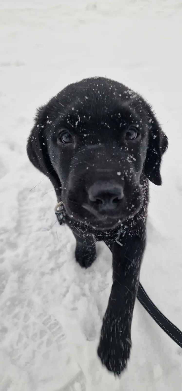 A close-up photo shows a black Labrador puppy standing in deep snow, looking up at the camera with snowflakes on its fur…