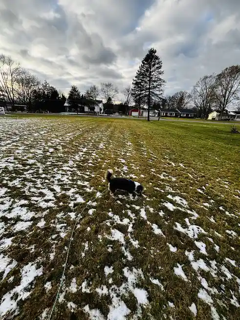 A small black and white dog on a leash is sniffing a patchy lawn with melting snow under an overcast sky. Houses and bare…