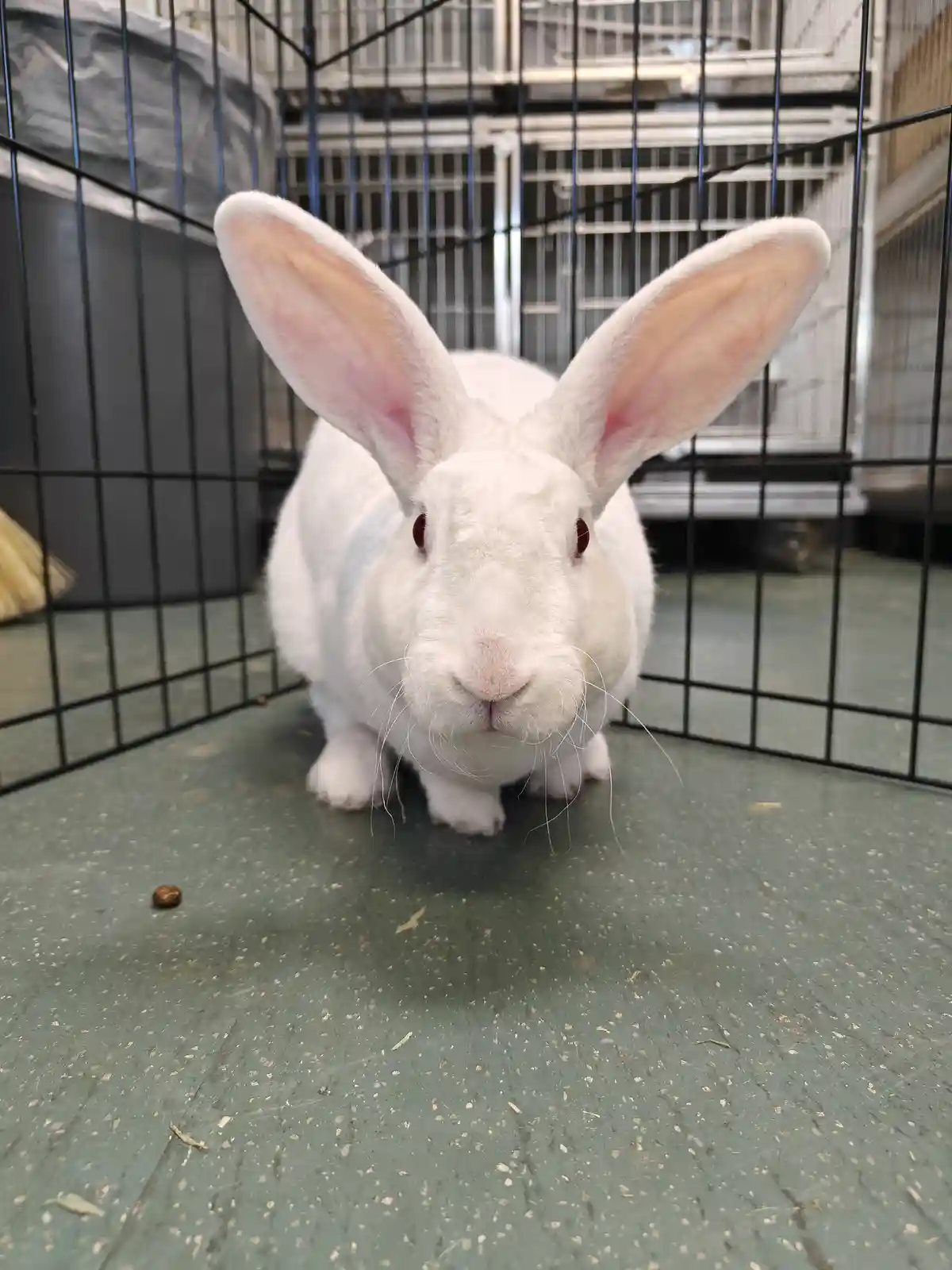 A white rabbit with large ears sits inside a black wire cage on a green floor, looking directly at the camera with a neutral…