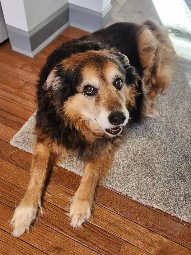 A fluffy brown and black dog with a sad, pleading expression lies on a rug over hardwood floors, looking up at the camera…