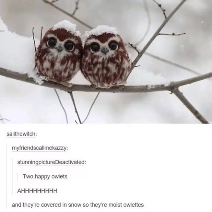 Two small, fluffy brown and white owlets with large dark eyes sit side by side on a snow-covered branch. Snow caps their…