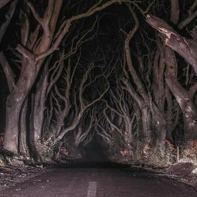 A dark, eerie road at night is framed by gnarled, leafless trees whose branches arch overhead, creating a tunnel-like…