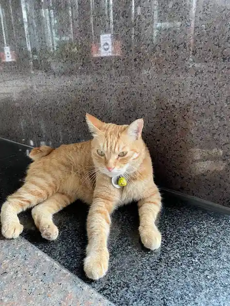 An orange tabby cat with a yellow bell collar lounges sprawled on a dark granite floor, looking unimpressed and slightly…