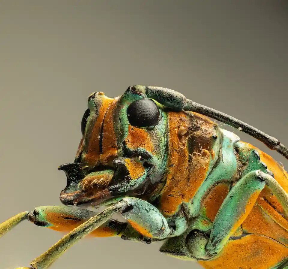 A macro photograph shows the detailed head and upper thorax of a colorful insect, likely a longhorn beetle, with iridescent…