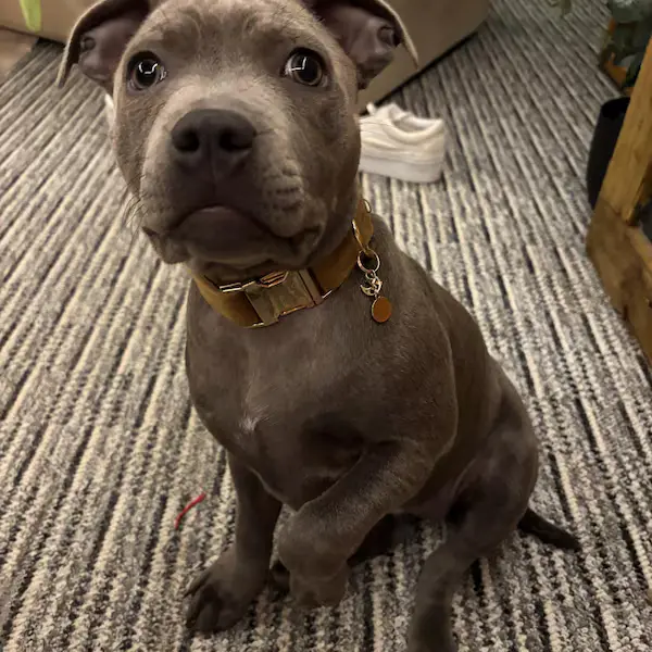 A gray pit bull puppy sits on a striped carpet, looking up with wide, innocent eyes and a slightly downturned mouth. It…
