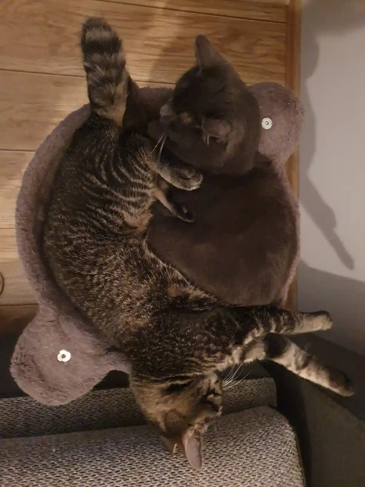 A tabby cat is lying on its back inside a plush, bear-shaped cat bed, with its paws up and eyes closed, appearing very…