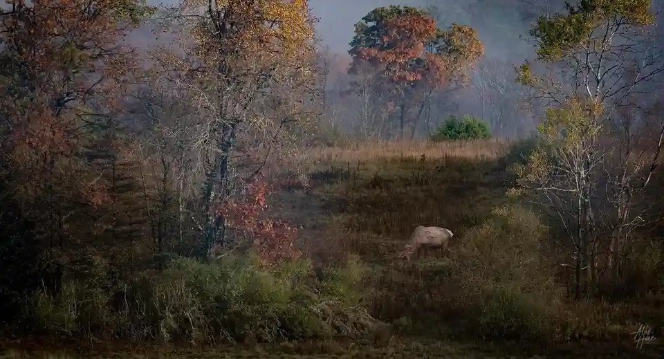 A serene autumn forest scene with a deer grazing in a field surrounded by trees with orange and yellow leaves. The overlaid…