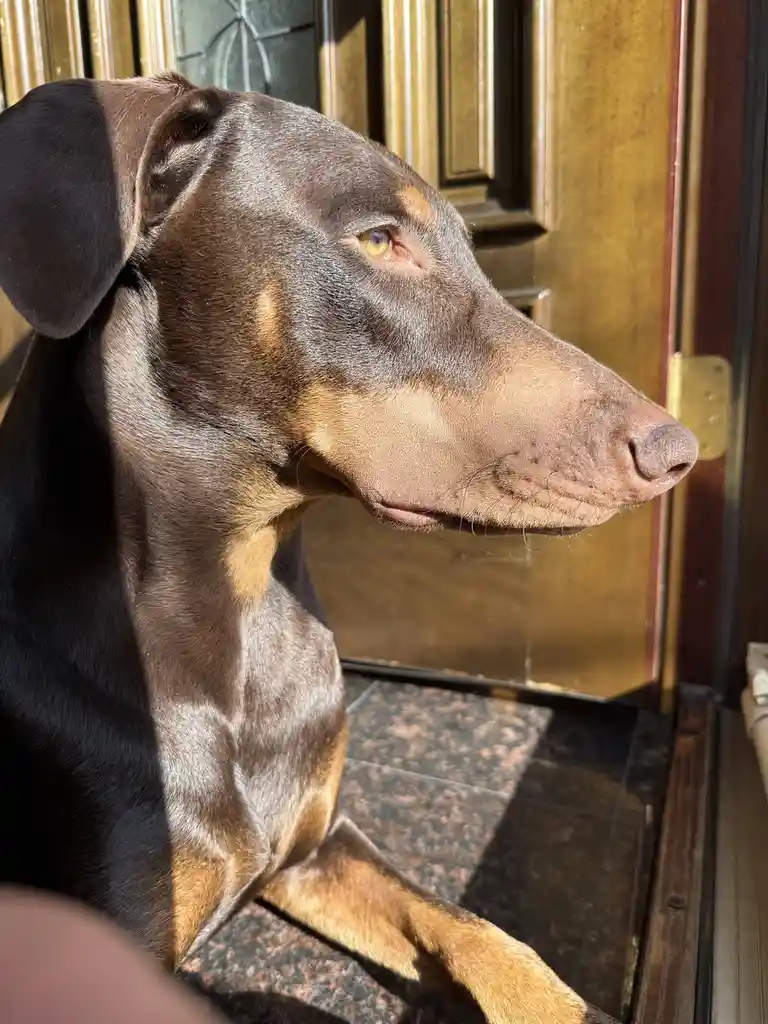 A close-up profile shot of a brown and tan Doberman Pinscher sitting patiently on a tiled doorstep in front of a wooden…