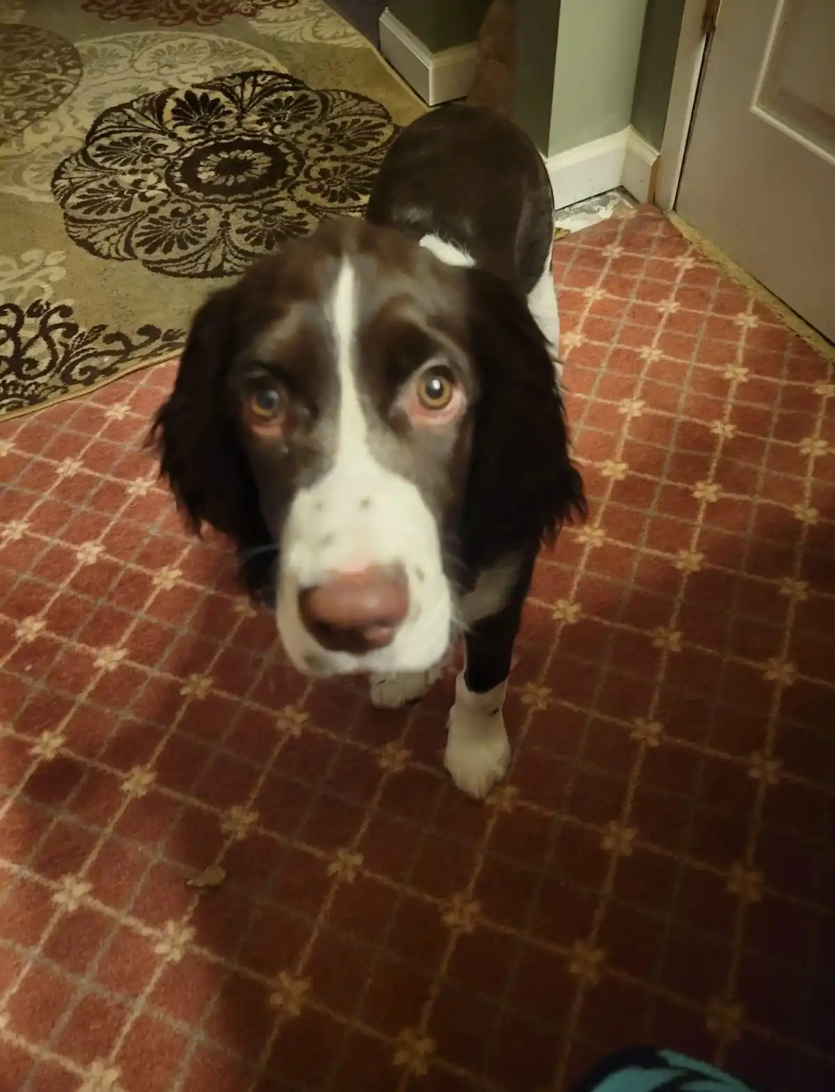 A brown and white dog with large, pleading eyes looks up at the camera from a carpeted floor, its expression conveying…