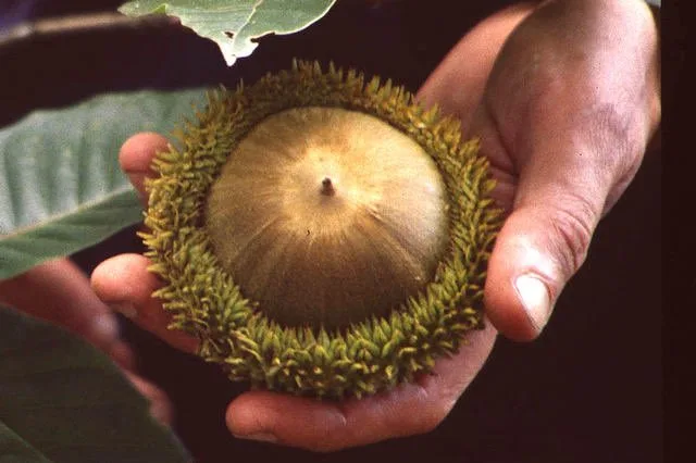 a close-up photograph shows a person's hands gently holding a large acorn with its green, spiky cap still intact. The acorn…