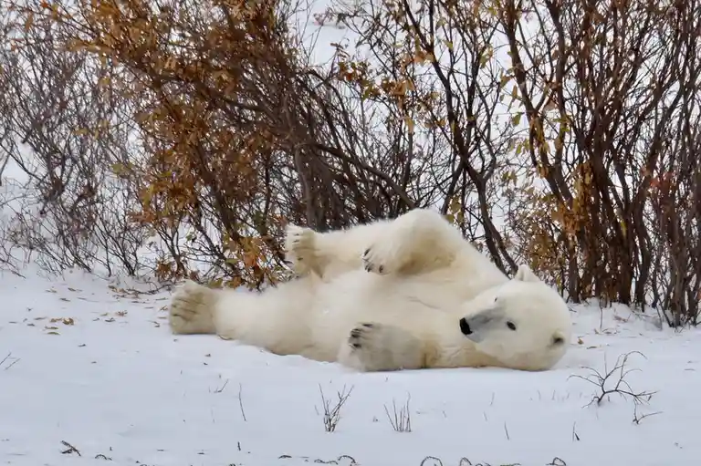 A polar bear is lying on its back in a snowy landscape, surrounded by leafless shrubs with brownish-orange leaves. The…