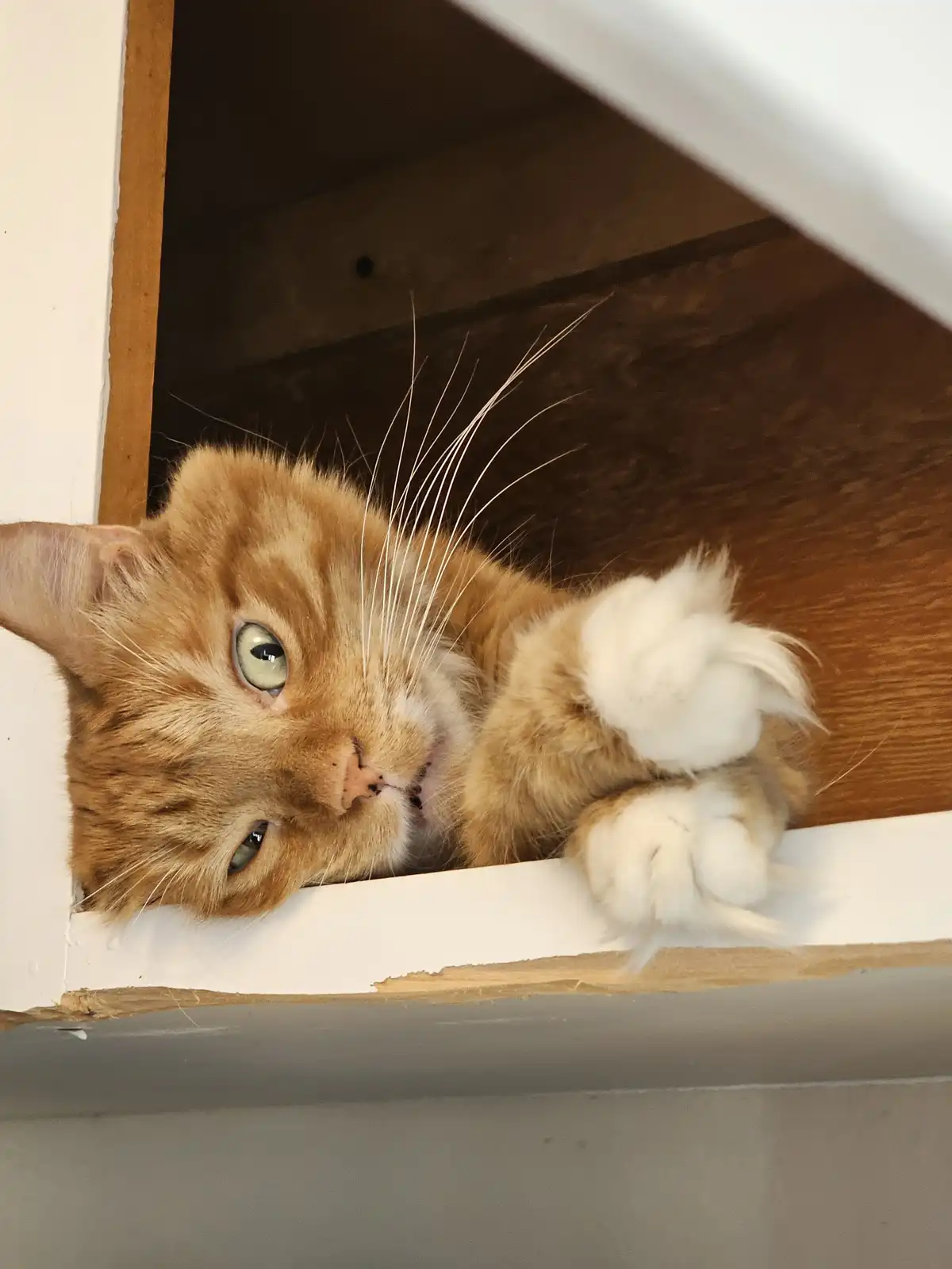 An orange tabby cat with white paws is peeking out from under a white shelf or cabinet, looking directly at the camera with…