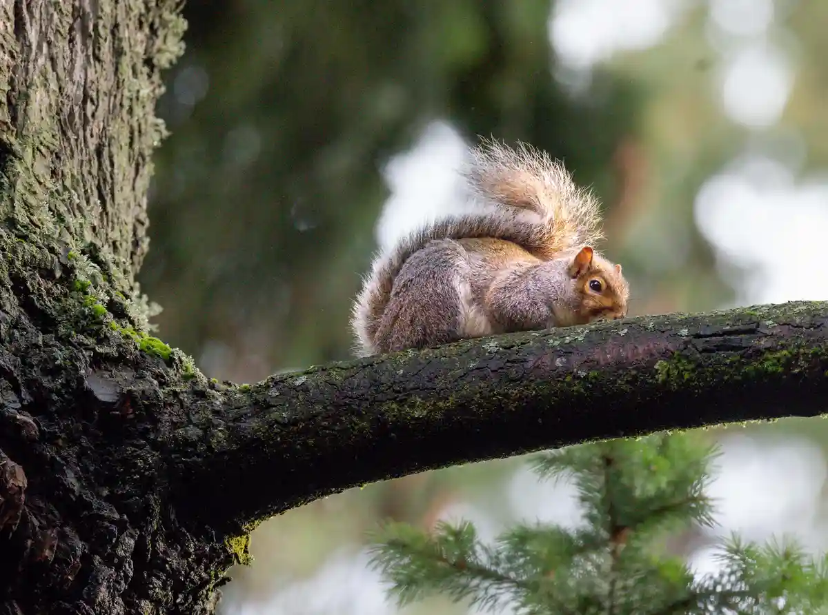 A gray squirrel with a bushy tail is curled up and resting on a mossy tree branch, looking alert. The overlaid text reads…